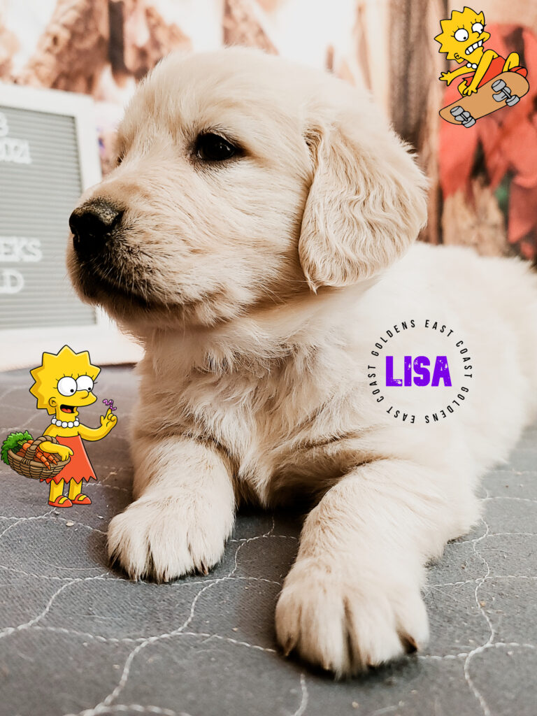 Lisa Simpson - 5 Weeks Old