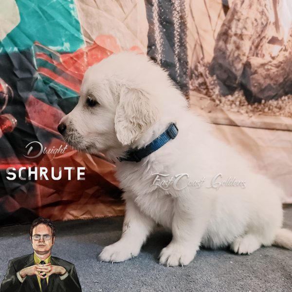 Dwight Schrute - 5 Weeks Old Golden Retriever Puppy