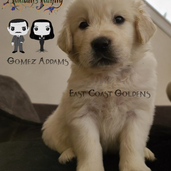 Gomez Addams - 5 Weeks Old