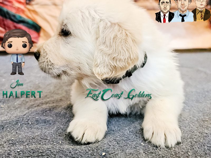 Jim Halpert - 5 Weeks Old Golden Retriever Puppy