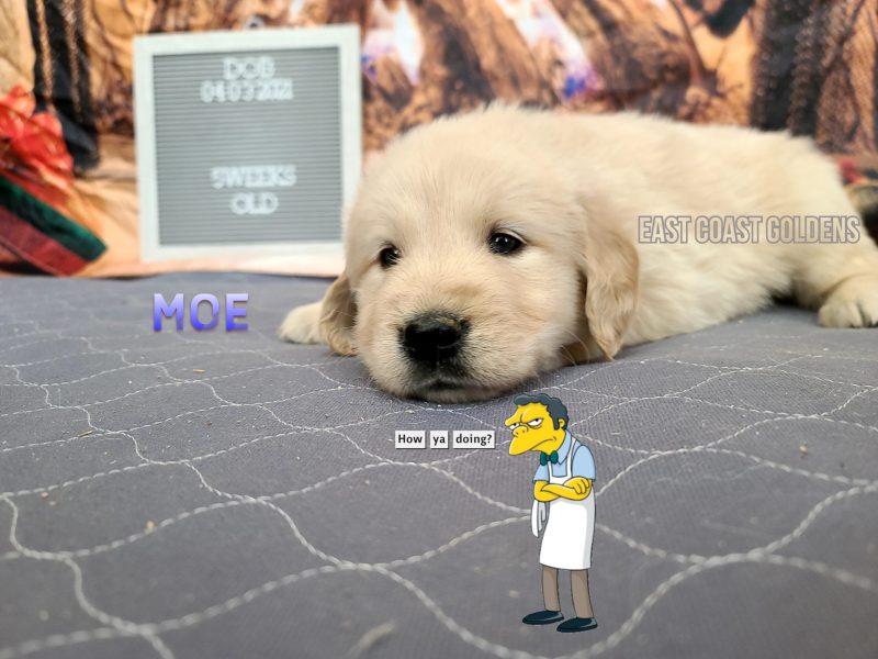 Moe / 5 Weeks Old